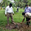 Tree Plantation at GA Bungalow